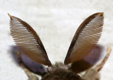 Gypsy Moth (Male) Antennae - Lymantria dispar These moths are incredibly annoying. They constantly land on me, in my mouth, down my shirt, and bounce off my face.

About 25 mm long. Forewing of males have dusky scalloped lines and black crescent-shaped reniform spots. Antennae are broadly bipectinate.

Habitat: Attracted to a moth light in a rural area.
https://www.jungledragon.com/image/73683/gypsy_moth_male_-_lymantria_dispar.html Geotagged,Gypsy moth,Lymantria dispar,Summer,United States,antennae,dispar,male moth,moth,moth antennae