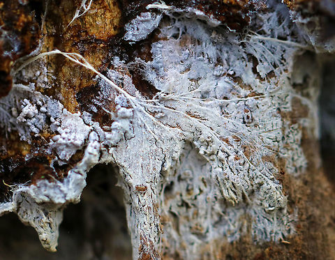 Fungal Mycelium Fungus and plant roots

Habitat: Under rotting wood in  a mixed forest Geotagged,United States,Winter,fungus,mycelium