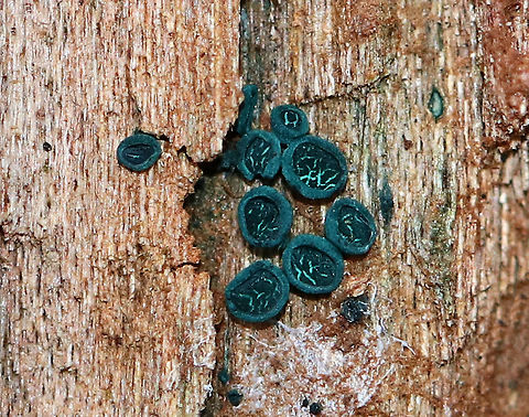 Elfcups - Chlorociboria aeruginosa This is a really big crop - these cups are normally 1-2 mm in size, but in their current dried up state, they were even smaller.  

Here is what they looked like about 3 months earlier: 
https://www.jungledragon.com/image/68389/elfcups_-_chlorociboria_aeruginosa.html

Habitat: Growing on rotting, decorticated wood in a mixed forest. Chlorociboria aeruginosa,Geotagged,Turquoise Elfcup,United States,Winter
