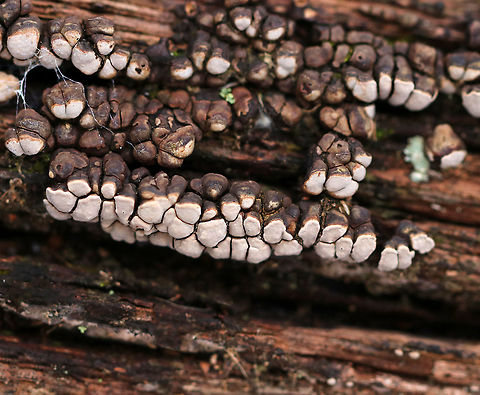 Ceramic Parchment - Xylobolus frustulatus Ceramic Parchment is a saprobic fungus, which I spotted growing densely and gregariously on a rotting log in patches of adjacent frustules. The individual fruiting bodies were irregularly shaped, resupinate, and were approximately 3-5mm in size.
https://www.jungledragon.com/image/73716/ceramic_parchment_-_xylobolus_frustulatus.html Ceramic fungus,Geotagged,United States,Winter,Xylobolus frustulatus