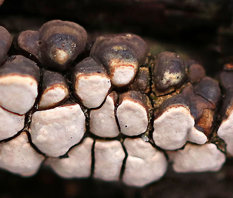 Ceramic Parchment - Xylobolus frustulatus Ceramic Parchment is a saprobic fungus, which I spotted growing densely and gregariously on a rotting log in patches of adjacent frustules. The individual fruiting bodies were irregularly shaped, resupinate, and were approximately 3-5mm in size.
https://www.jungledragon.com/image/73713/ceramic_parchment_-_xylobolus_frustulatus.html Ceramic fungus,Geotagged,United States,Winter,Xylobolus frustulatus