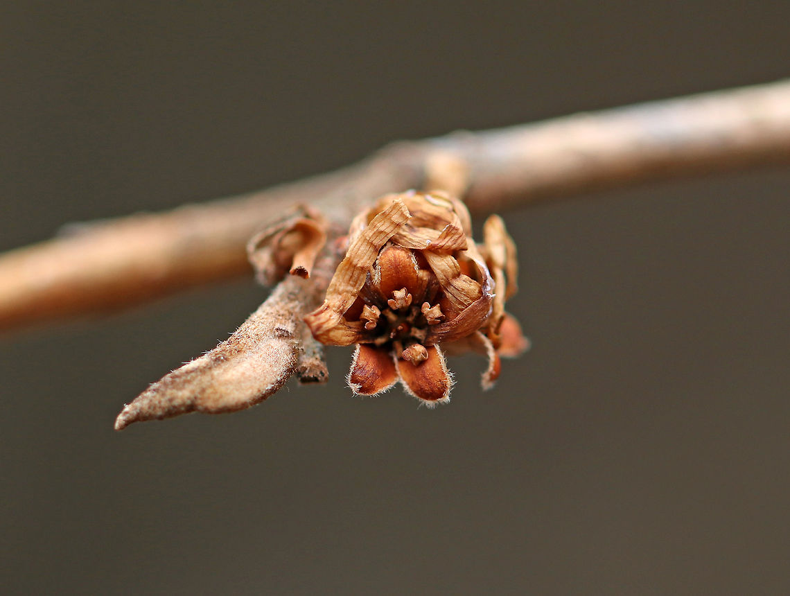American Witch-hazel - Hamamelis virginiana In the fall, this tree produces crinkly, yellow flowers. Here they are - withered and dry, but still lovely.<br />
<br />
Habitat: Forest edge<br />
<figure class="photo"><a href="https://www.jungledragon.com/image/73722/american_witch-hazel_-_hamamelis_virginiana.html" title="American Witch-hazel - Hamamelis virginiana"><img src="https://s3.amazonaws.com/media.jungledragon.com/images/3232/73722_thumb.jpg?AWSAccessKeyId=05GMT0V3GWVNE7GGM1R2&Expires=1759968010&Signature=bG%2Fmi7s3slrp2t7MK0IZ7AcP%2Bio%3D" width="116" height="152" alt="American Witch-hazel - Hamamelis virginiana In the fall, this tree produces crinkly, yellow flowers. Here they are - withered and dry, but still lovely.<br />
<br />
Habitat: Forest edge<br />
https://www.jungledragon.com/image/73721/american_witch-hazel_-_hamamelis_virginiana.html<br />
https://www.jungledragon.com/image/73724/american_witch-hazel_-_hamamelis_virginiana.html<br />
 American witch-hazel,Geotagged,Hamamelis virginiana,United States,Winter" /></a></figure><br />
<figure class="photo"><a href="https://www.jungledragon.com/image/73724/american_witch-hazel_-_hamamelis_virginiana.html" title="American Witch-hazel - Hamamelis virginiana"><img src="https://s3.amazonaws.com/media.jungledragon.com/images/3232/73724_thumb.jpg?AWSAccessKeyId=05GMT0V3GWVNE7GGM1R2&Expires=1759968010&Signature=8%2F8v1yCJJCkJ1JW8HpNDEnvPQZE%3D" width="112" height="152" alt="American Witch-hazel - Hamamelis virginiana In the fall, this tree produces crinkly, yellow flowers. Here they are - withered and dry, but still lovely.<br />
<br />
Habitat: Forest edge<br />
https://www.jungledragon.com/image/73722/american_witch-hazel_-_hamamelis_virginiana.html<br />
https://www.jungledragon.com/image/73721/american_witch-hazel_-_hamamelis_virginiana.html American witch-hazel,Geotagged,Hamamelis virginiana,United States,Winter" /></a></figure><br />
<br />
Two months earlier, they looked like this:<br />
<figure class="photo"><a href="https://www.jungledragon.com/image/76603/american_witch-hazel_-_hamamelis_virginiana.html" title="American Witch-hazel - Hamamelis virginiana"><img src="https://s3.amazonaws.com/media.jungledragon.com/images/3232/76603_thumb.jpg?AWSAccessKeyId=05GMT0V3GWVNE7GGM1R2&Expires=1759968010&Signature=REF%2Bk6SKtHNRp147M4yV7S3vvog%3D" width="200" height="166" alt="American Witch-hazel - Hamamelis virginiana In the late autumn, this tree produces crinkly, yellow flowers.<br />
<br />
Here they are two months later:<br />
https://www.jungledragon.com/image/73721/american_witch-hazel_-_hamamelis_virginiana.html<br />
<br />
Habitat: Forest edge American witch-hazel,Fall,Geotagged,Hamamelis virginiana,United States" /></a></figure> American witch-hazel,Geotagged,Hamamelis virginiana,United States,Winter