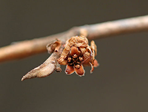 American Witch-hazel - Hamamelis virginiana In the fall, this tree produces crinkly, yellow flowers. Here they are - withered and dry, but still lovely.

Habitat: Forest edge
https://www.jungledragon.com/image/73722/american_witch-hazel_-_hamamelis_virginiana.html
https://www.jungledragon.com/image/73724/american_witch-hazel_-_hamamelis_virginiana.html

Two months earlier, they looked like this:
https://www.jungledragon.com/image/76603/american_witch-hazel_-_hamamelis_virginiana.html American witch-hazel,Geotagged,Hamamelis virginiana,United States,Winter