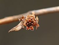 American Witch-hazel - Hamamelis virginiana In the fall, this tree produces crinkly, yellow flowers. Here they are - withered and dry, but still lovely.<br />
<br />
Habitat: Forest edge<br />
https://www.jungledragon.com/image/73722/american_witch-hazel_-_hamamelis_virginiana.html<br />
https://www.jungledragon.com/image/73724/american_witch-hazel_-_hamamelis_virginiana.html<br />
<br />
Two months earlier, they looked like this:<br />
https://www.jungledragon.com/image/76603/american_witch-hazel_-_hamamelis_virginiana.html American witch-hazel,Geotagged,Hamamelis virginiana,United States,Winter