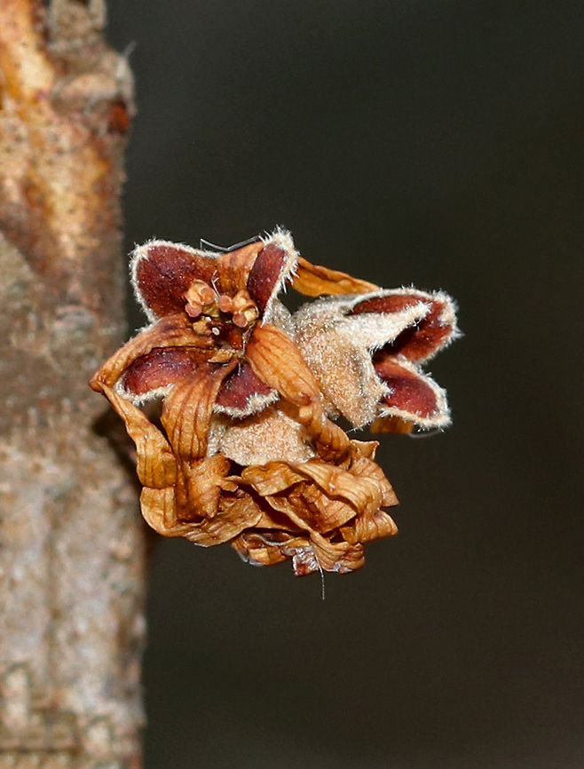American Witch-hazel - Hamamelis virginiana In the fall, this tree produces crinkly, yellow flowers. Here they are - withered and dry, but still lovely.<br />
<br />
Habitat: Forest edge<br />
<figure class="photo"><a href="https://www.jungledragon.com/image/73721/american_witch-hazel_-_hamamelis_virginiana.html" title="American Witch-hazel - Hamamelis virginiana"><img src="https://s3.amazonaws.com/media.jungledragon.com/images/3232/73721_thumb.jpg?AWSAccessKeyId=05GMT0V3GWVNE7GGM1R2&Expires=1769040010&Signature=Kyzb7qem%2Fhn%2BFfQdJ%2FsKbG8pRmc%3D" width="200" height="152" alt="American Witch-hazel - Hamamelis virginiana In the fall, this tree produces crinkly, yellow flowers. Here they are - withered and dry, but still lovely.<br />
<br />
Habitat: Forest edge<br />
https://www.jungledragon.com/image/73722/american_witch-hazel_-_hamamelis_virginiana.html<br />
https://www.jungledragon.com/image/73724/american_witch-hazel_-_hamamelis_virginiana.html<br />
<br />
Two months earlier, they looked like this:<br />
https://www.jungledragon.com/image/76603/american_witch-hazel_-_hamamelis_virginiana.html American witch-hazel,Geotagged,Hamamelis virginiana,United States,Winter" /></a></figure><br />
<figure class="photo"><a href="https://www.jungledragon.com/image/73724/american_witch-hazel_-_hamamelis_virginiana.html" title="American Witch-hazel - Hamamelis virginiana"><img src="https://s3.amazonaws.com/media.jungledragon.com/images/3232/73724_thumb.jpg?AWSAccessKeyId=05GMT0V3GWVNE7GGM1R2&Expires=1769040010&Signature=0xuRu1FLRVoREDEaRi5S1aZibAA%3D" width="112" height="152" alt="American Witch-hazel - Hamamelis virginiana In the fall, this tree produces crinkly, yellow flowers. Here they are - withered and dry, but still lovely.<br />
<br />
Habitat: Forest edge<br />
https://www.jungledragon.com/image/73722/american_witch-hazel_-_hamamelis_virginiana.html<br />
https://www.jungledragon.com/image/73721/american_witch-hazel_-_hamamelis_virginiana.html American witch-hazel,Geotagged,Hamamelis virginiana,United States,Winter" /></a></figure><br />
 American witch-hazel,Geotagged,Hamamelis virginiana,United States,Winter