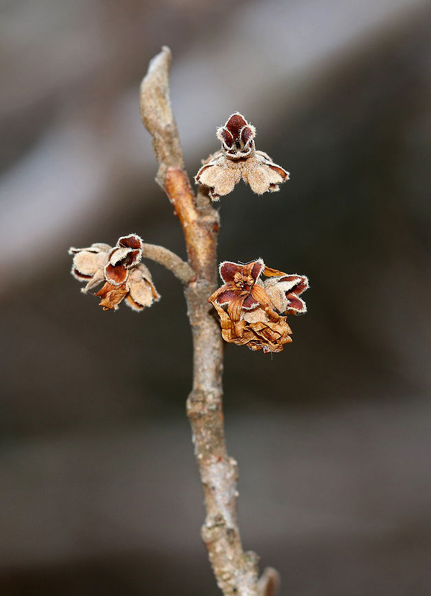 American Witch-hazel - Hamamelis virginiana In the fall, this tree produces crinkly, yellow flowers. Here they are - withered and dry, but still lovely.<br />
<br />
Habitat: Forest edge<br />
<figure class="photo"><a href="https://www.jungledragon.com/image/73722/american_witch-hazel_-_hamamelis_virginiana.html" title="American Witch-hazel - Hamamelis virginiana"><img src="https://s3.amazonaws.com/media.jungledragon.com/images/3232/73722_thumb.jpg?AWSAccessKeyId=05GMT0V3GWVNE7GGM1R2&Expires=1759968010&Signature=bG%2Fmi7s3slrp2t7MK0IZ7AcP%2Bio%3D" width="116" height="152" alt="American Witch-hazel - Hamamelis virginiana In the fall, this tree produces crinkly, yellow flowers. Here they are - withered and dry, but still lovely.<br />
<br />
Habitat: Forest edge<br />
https://www.jungledragon.com/image/73721/american_witch-hazel_-_hamamelis_virginiana.html<br />
https://www.jungledragon.com/image/73724/american_witch-hazel_-_hamamelis_virginiana.html<br />
 American witch-hazel,Geotagged,Hamamelis virginiana,United States,Winter" /></a></figure><br />
<figure class="photo"><a href="https://www.jungledragon.com/image/73721/american_witch-hazel_-_hamamelis_virginiana.html" title="American Witch-hazel - Hamamelis virginiana"><img src="https://s3.amazonaws.com/media.jungledragon.com/images/3232/73721_thumb.jpg?AWSAccessKeyId=05GMT0V3GWVNE7GGM1R2&Expires=1759968010&Signature=jqqZDcE4bBYzPJhnShMP%2BHqktl4%3D" width="200" height="152" alt="American Witch-hazel - Hamamelis virginiana In the fall, this tree produces crinkly, yellow flowers. Here they are - withered and dry, but still lovely.<br />
<br />
Habitat: Forest edge<br />
https://www.jungledragon.com/image/73722/american_witch-hazel_-_hamamelis_virginiana.html<br />
https://www.jungledragon.com/image/73724/american_witch-hazel_-_hamamelis_virginiana.html<br />
<br />
Two months earlier, they looked like this:<br />
https://www.jungledragon.com/image/76603/american_witch-hazel_-_hamamelis_virginiana.html American witch-hazel,Geotagged,Hamamelis virginiana,United States,Winter" /></a></figure> American witch-hazel,Geotagged,Hamamelis virginiana,United States,Winter