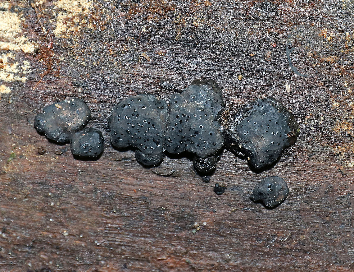 Dog's Nose Fungus -  Camarops petersii When fresh, this fungus really does resemble (and feel like) a dog's wet nose. The wetness produced by fresh specimens is exuded from the fungus without help from rain or dew. <br />
<br />
The upper surfaces were black and dull (from age), and were covered with wet dots. Camarops petersii,Fall,Geotagged,United States,dog's nose fungus,fungus