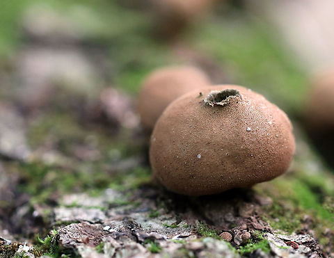 Stump Puffball - Lycoperdon pyriforme These fungi are called puffballs because "puffs" of brown spores are released through the aperture when the mature fruiting body bursts. Also, they look like "balls". Hence the name "puffballs".

Habitat: Growing on rotting wood in a deciduous forest Fall,Geotagged,Lycoperdon pyriforme,Pear-shaped Puffball,United States,mushroom,puffball