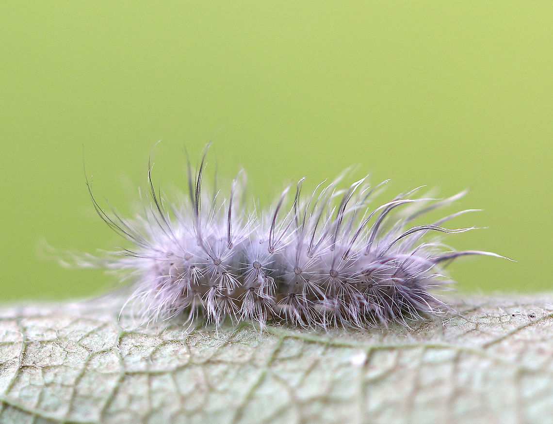 Delicate Cycnia Caterpillar - Cycnia tenera Habitat: Crawling around on vegetation beside a pond Cycnia tenera,Delicate Cycnia,Fall,Geotagged,United States,caterpillar,cycnia,larva