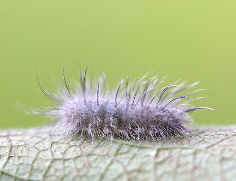 Delicate Cycnia Caterpillar - Cycnia tenera Habitat: Crawling around on vegetation beside a pond Cycnia tenera,Delicate Cycnia,Fall,Geotagged,United States,caterpillar,cycnia,larva