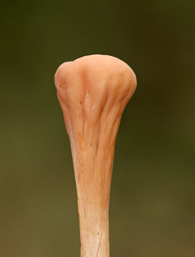 Clavariadelphus americanus Orange-ish, wrinkled, narrowly club-shaped fruiting bodies. <br />
<br />
Habitat: Growing on the ground in a deciduous forest.<br />
<figure class="photo"><a href="https://www.jungledragon.com/image/73738/clavariadelphus_americanus.html" title="Clavariadelphus americanus"><img src="https://s3.amazonaws.com/media.jungledragon.com/images/3232/73738_thumb.jpg?AWSAccessKeyId=05GMT0V3GWVNE7GGM1R2&Expires=1767225610&Signature=%2FU%2BtB%2F5eA7if66njeAjq6YVw%2F50%3D" width="200" height="134" alt="Clavariadelphus americanus Orange-ish, wrinkled, narrowly club-shaped fruiting bodies. <br />
<br />
Habitat: Growing on the ground in a deciduous forest.<br />
https://www.jungledragon.com/image/73736/clavariadelphus_americanus.html<br />
https://www.jungledragon.com/image/73737/clavariadelphus_americanus.html Clavariadelphus americanus,Fall,Geotagged,United States" /></a></figure><br />
<figure class="photo"><a href="https://www.jungledragon.com/image/73737/clavariadelphus_americanus.html" title="Clavariadelphus americanus"><img src="https://s3.amazonaws.com/media.jungledragon.com/images/3232/73737_thumb.jpg?AWSAccessKeyId=05GMT0V3GWVNE7GGM1R2&Expires=1767225610&Signature=nHY4RPoee6JfBVd2BTbt3GbE2Qk%3D" width="122" height="152" alt="Clavariadelphus americanus Mushroom drumsticks ;P<br />
<br />
Orange-ish, wrinkled, narrowly club-shaped fruiting bodies. <br />
<br />
Habitat: Growing on the ground in a deciduous forest.<br />
https://www.jungledragon.com/image/73738/clavariadelphus_americanus.html<br />
https://www.jungledragon.com/image/73736/clavariadelphus_americanus.html<br />
 Clavariadelphus americanus,Fall,Geotagged,United States" /></a></figure> Clavariadelphus,Clavariadelphus americanus,Fall,Geotagged,United States,fungus,mushroom