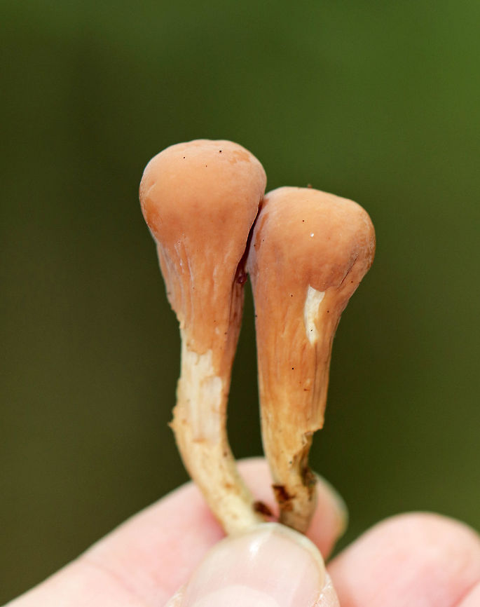 Clavariadelphus americanus Mushroom drumsticks ;P<br />
<br />
Orange-ish, wrinkled, narrowly club-shaped fruiting bodies. <br />
<br />
Habitat: Growing on the ground in a deciduous forest.<br />
<figure class="photo"><a href="https://www.jungledragon.com/image/73738/clavariadelphus_americanus.html" title="Clavariadelphus americanus"><img src="https://s3.amazonaws.com/media.jungledragon.com/images/3232/73738_thumb.jpg?AWSAccessKeyId=05GMT0V3GWVNE7GGM1R2&Expires=1763596810&Signature=EjqnAXTFxKszy1p85ogZWymg37o%3D" width="200" height="134" alt="Clavariadelphus americanus Orange-ish, wrinkled, narrowly club-shaped fruiting bodies. <br />
<br />
Habitat: Growing on the ground in a deciduous forest.<br />
https://www.jungledragon.com/image/73736/clavariadelphus_americanus.html<br />
https://www.jungledragon.com/image/73737/clavariadelphus_americanus.html Clavariadelphus americanus,Fall,Geotagged,United States" /></a></figure><br />
<figure class="photo"><a href="https://www.jungledragon.com/image/73736/clavariadelphus_americanus.html" title="Clavariadelphus americanus"><img src="https://s3.amazonaws.com/media.jungledragon.com/images/3232/73736_thumb.jpg?AWSAccessKeyId=05GMT0V3GWVNE7GGM1R2&Expires=1763596810&Signature=9qc1WZ0HQb4zdKbHxIiQNfwnsVk%3D" width="116" height="152" alt="Clavariadelphus americanus Orange-ish, wrinkled, narrowly club-shaped fruiting bodies. <br />
<br />
Habitat: Growing on the ground in a deciduous forest.<br />
https://www.jungledragon.com/image/73738/clavariadelphus_americanus.html<br />
https://www.jungledragon.com/image/73737/clavariadelphus_americanus.html Clavariadelphus,Clavariadelphus americanus,Fall,Geotagged,United States,fungus,mushroom" /></a></figure><br />
 Clavariadelphus americanus,Fall,Geotagged,United States
