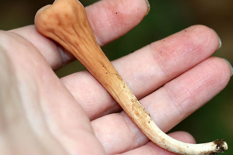 Clavariadelphus americanus Orange-ish, wrinkled, narrowly club-shaped fruiting bodies. 

Habitat: Growing on the ground in a deciduous forest.
https://www.jungledragon.com/image/73736/clavariadelphus_americanus.html
https://www.jungledragon.com/image/73737/clavariadelphus_americanus.html Clavariadelphus americanus,Fall,Geotagged,United States