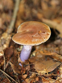 Cortinarius collinitus Flat, brown, slimy cap. The gills were pale cinnamon. Slimy stipe that was lavender below and silvery white above. 

Habitat: Growing on the ground in a mixed forest.
https://www.jungledragon.com/image/73774/cortinarius_collinitus.html Cortinarius,Cortinarius collinitus,Fall,Geotagged,United States,fungus,mushroom