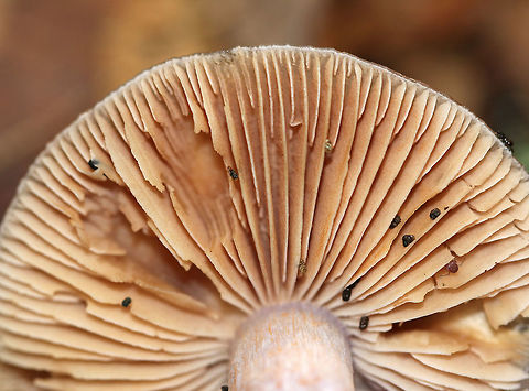 Cortinarius collinitus Flat, brown, slimy cap. The gills were pale cinnamon. Slimy stipe that was lavender below and silvery white above. 

Habitat: Growing on the ground in a mixed forest.
https://www.jungledragon.com/image/73773/cortinarius_collinitus.html Fall,Geotagged,United States