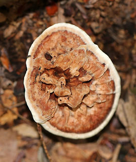 Hydnellum concrescens Habitat: Growing on the ground in a mixed forest
https://www.jungledragon.com/image/73776/hydnellum_concrescens.html Fall,Geotagged,Hydnellum,Hydnellum concrescens,United States,fungus,mushroom