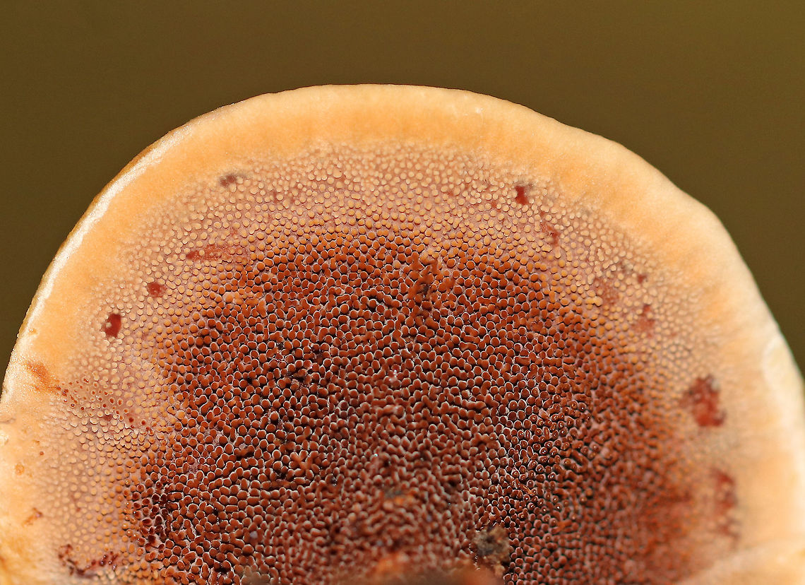 Hydnellum concrescens Habitat: Growing on the ground in a mixed forest<br />
<figure class="photo"><a href="https://www.jungledragon.com/image/73775/hydnellum_concrescens.html" title="Hydnellum concrescens"><img src="https://s3.amazonaws.com/media.jungledragon.com/images/3232/73775_thumb.jpg?AWSAccessKeyId=05GMT0V3GWVNE7GGM1R2&Expires=1767225610&Signature=4P94qQYWebB%2Blg3yLD8vDKuGm50%3D" width="128" height="152" alt="Hydnellum concrescens Habitat: Growing on the ground in a mixed forest<br />
https://www.jungledragon.com/image/73776/hydnellum_concrescens.html Fall,Geotagged,Hydnellum,Hydnellum concrescens,United States,fungus,mushroom" /></a></figure> Fall,Geotagged,Hydnellum,Hydnellum concrescens,United States