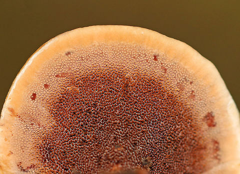 Hydnellum concrescens Habitat: Growing on the ground in a mixed forest
https://www.jungledragon.com/image/73775/hydnellum_concrescens.html Fall,Geotagged,Hydnellum,Hydnellum concrescens,United States