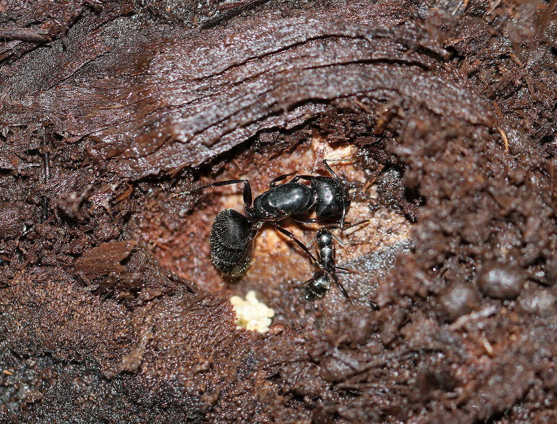 Black Carpenter Ants - Camponotus pennsylvanicus The large ant is most likely a queen overwintering in a chamber for the winter. The smaller black ant is probably her first worker ant, and the white blobs are small larvae that will become workers.<br />
<br />
Habitat: Overwintering under a rotting log in a mixed forest Black carpenter ant,Camponotus,Camponotus pennsylvanicus,Fall,Geotagged,United States,ant,ants,carpenter ant
