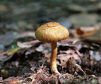 Inocybe sp. Mushroom Habitat: Deciduous forest<br />
https://www.jungledragon.com/image/73779/inocybe_sp._mushroom.html Fall,Geotagged,Inocybe,United States,mushroom