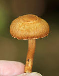 Inocybe sp. Mushroom Habitat: Deciduous forest<br />
https://www.jungledragon.com/image/73778/inocybe_sp._mushroom.html Fall,Geotagged,United States