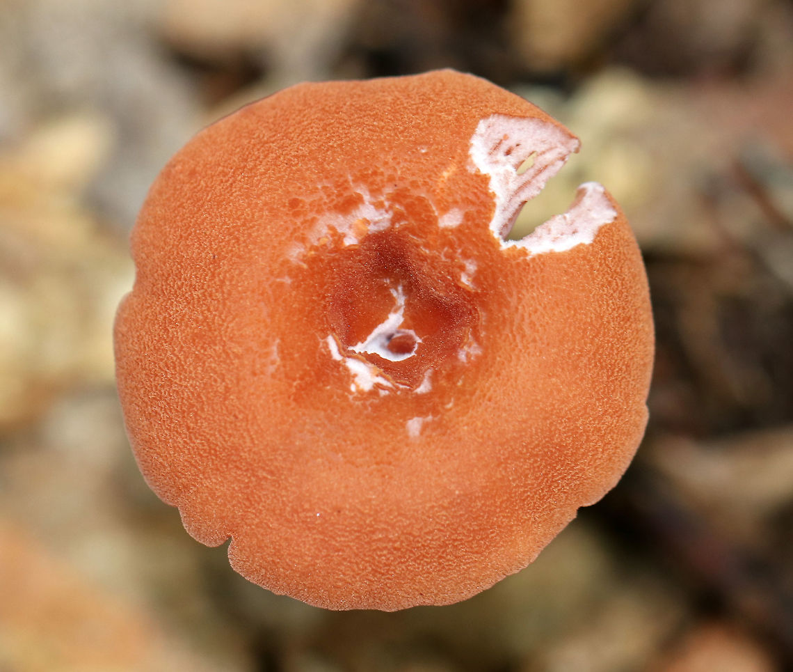 Laccaria laccata Flat, orange-brown, rough cap with a central depression. Gills were distant, slightly decurrent, and pinkish.  The stipe was long, thin, slightly grooved longitudinally, and ended with white basal mycelium.<br />
<br />
Habitat: Deciduous forest<br />
<figure class="photo"><a href="https://www.jungledragon.com/image/73782/laccaria_laccata.html" title="Laccaria laccata"><img src="https://s3.amazonaws.com/media.jungledragon.com/images/3232/73782_thumb.jpg?AWSAccessKeyId=05GMT0V3GWVNE7GGM1R2&Expires=1759968010&Signature=7cYcawEmOZt5XFcSpJWS4sXiepA%3D" width="108" height="152" alt="Laccaria laccata Flat, orange-brown, rough cap with a central depression. Gills were distant, slightly decurrent, and pinkish. The stipe was long, thin, slightly grooved longitudinally, and ended with white basal mycelium.<br />
<br />
Habitat: Deciduous forest<br />
https://www.jungledragon.com/image/73780/laccaria_laccata.html<br />
https://www.jungledragon.com/image/73781/laccaria_laccata.html Fall,Geotagged,Laccaria laccata,United States" /></a></figure><br />
<figure class="photo"><a href="https://www.jungledragon.com/image/73781/laccaria_laccata.html" title="Laccaria laccata"><img src="https://s3.amazonaws.com/media.jungledragon.com/images/3232/73781_thumb.jpg?AWSAccessKeyId=05GMT0V3GWVNE7GGM1R2&Expires=1759968010&Signature=cj19QcgiPPzfKasfI1mHqRn18iY%3D" width="200" height="176" alt="Laccaria laccata Flat, orange-brown, rough cap with a central depression. Gills were distant, slightly decurrent, and pinkish. The stipe was long, thin, slightly grooved longitudinally, and ended with white basal mycelium.<br />
<br />
Habitat: Deciduous forest<br />
https://www.jungledragon.com/image/73780/laccaria_laccata.html<br />
https://www.jungledragon.com/image/73782/laccaria_laccata.html Fall,Geotagged,Laccaria laccata,United States" /></a></figure> Fall,Geotagged,Laccaria,Laccaria laccata,United States,mushroom