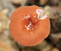 Laccaria laccata Flat, orange-brown, rough cap with a central depression. Gills were distant, slightly decurrent, and pinkish. The stipe was long, thin, slightly grooved longitudinally, and ended with white basal mycelium.<br />
<br />
Habitat: Deciduous forest<br />
https://www.jungledragon.com/image/73782/laccaria_laccata.html<br />
https://www.jungledragon.com/image/73781/laccaria_laccata.html Fall,Geotagged,Laccaria,Laccaria laccata,United States,mushroom