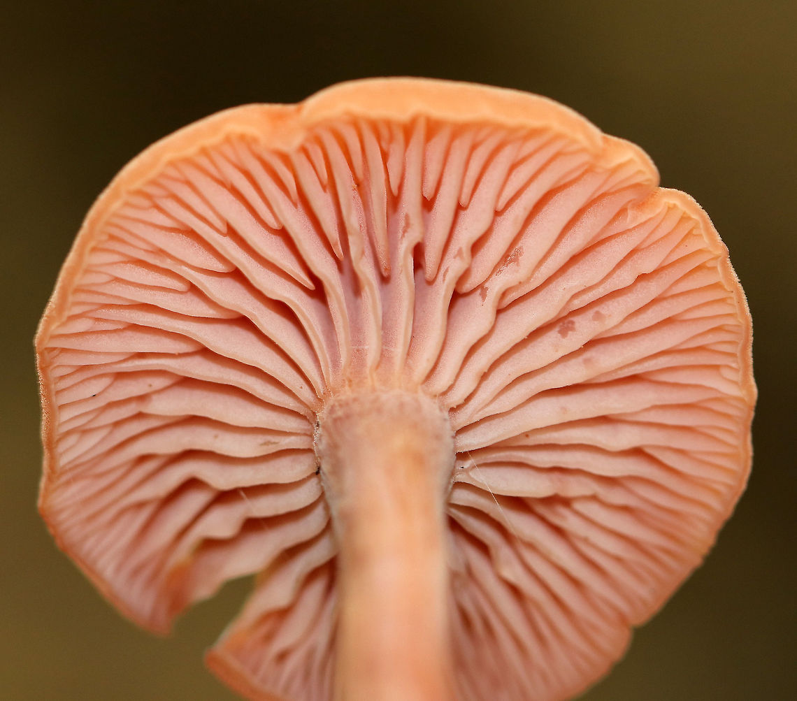 Laccaria laccata Flat, orange-brown, rough cap with a central depression. Gills were distant, slightly decurrent, and pinkish. The stipe was long, thin, slightly grooved longitudinally, and ended with white basal mycelium.<br />
<br />
Habitat: Deciduous forest<br />
<figure class="photo"><a href="https://www.jungledragon.com/image/73780/laccaria_laccata.html" title="Laccaria laccata"><img src="https://s3.amazonaws.com/media.jungledragon.com/images/3232/73780_thumb.jpg?AWSAccessKeyId=05GMT0V3GWVNE7GGM1R2&Expires=1759968010&Signature=uSjDXLcLshNrBeC2EebyNG5%2BlMQ%3D" width="200" height="170" alt="Laccaria laccata Flat, orange-brown, rough cap with a central depression. Gills were distant, slightly decurrent, and pinkish.  The stipe was long, thin, slightly grooved longitudinally, and ended with white basal mycelium.<br />
<br />
Habitat: Deciduous forest<br />
https://www.jungledragon.com/image/73782/laccaria_laccata.html<br />
https://www.jungledragon.com/image/73781/laccaria_laccata.html Fall,Geotagged,Laccaria,Laccaria laccata,United States,mushroom" /></a></figure><br />
<figure class="photo"><a href="https://www.jungledragon.com/image/73782/laccaria_laccata.html" title="Laccaria laccata"><img src="https://s3.amazonaws.com/media.jungledragon.com/images/3232/73782_thumb.jpg?AWSAccessKeyId=05GMT0V3GWVNE7GGM1R2&Expires=1759968010&Signature=7cYcawEmOZt5XFcSpJWS4sXiepA%3D" width="108" height="152" alt="Laccaria laccata Flat, orange-brown, rough cap with a central depression. Gills were distant, slightly decurrent, and pinkish. The stipe was long, thin, slightly grooved longitudinally, and ended with white basal mycelium.<br />
<br />
Habitat: Deciduous forest<br />
https://www.jungledragon.com/image/73780/laccaria_laccata.html<br />
https://www.jungledragon.com/image/73781/laccaria_laccata.html Fall,Geotagged,Laccaria laccata,United States" /></a></figure> Fall,Geotagged,Laccaria laccata,United States