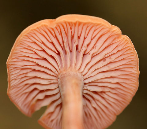 Laccaria laccata Flat, orange-brown, rough cap with a central depression. Gills were distant, slightly decurrent, and pinkish. The stipe was long, thin, slightly grooved longitudinally, and ended with white basal mycelium.

Habitat: Deciduous forest
https://www.jungledragon.com/image/73780/laccaria_laccata.html
https://www.jungledragon.com/image/73782/laccaria_laccata.html Fall,Geotagged,Laccaria laccata,United States