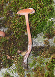 Laccaria laccata Flat, orange-brown, rough cap with a central depression. Gills were distant, slightly decurrent, and pinkish. The stipe was long, thin, slightly grooved longitudinally, and ended with white basal mycelium.<br />
<br />
Habitat: Deciduous forest<br />
https://www.jungledragon.com/image/73780/laccaria_laccata.html<br />
https://www.jungledragon.com/image/73781/laccaria_laccata.html Fall,Geotagged,Laccaria laccata,United States