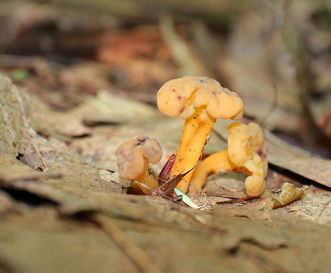 Jelly Babies - Leotia lubrica Habitat: Growing in leaf litter in a deciduous forest Fall,Geotagged,Jelly baby,Leotia lubrica,United States,mushrooms