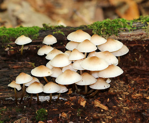 Clustered Bonnet - Mycena inclinata These mushrooms were so delicate and fragile!

Habitat: Growing on rotting wood in a mixed forest Fall,Geotagged,Mycena inclinata,Oak-stump bonnet cap,United States,mushrooms,mycena