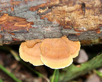 Cinnamon Bracket - Hapalopilus rutilans Habitat: Growing on a fallen, deciduous tree<br />
https://www.jungledragon.com/image/73787/cinnamon_bracket_-_hapalopilus_rutilans.html Cinnamon bracket,Fall,Geotagged,Hapalopilus,Hapalopilus nidulans,United States