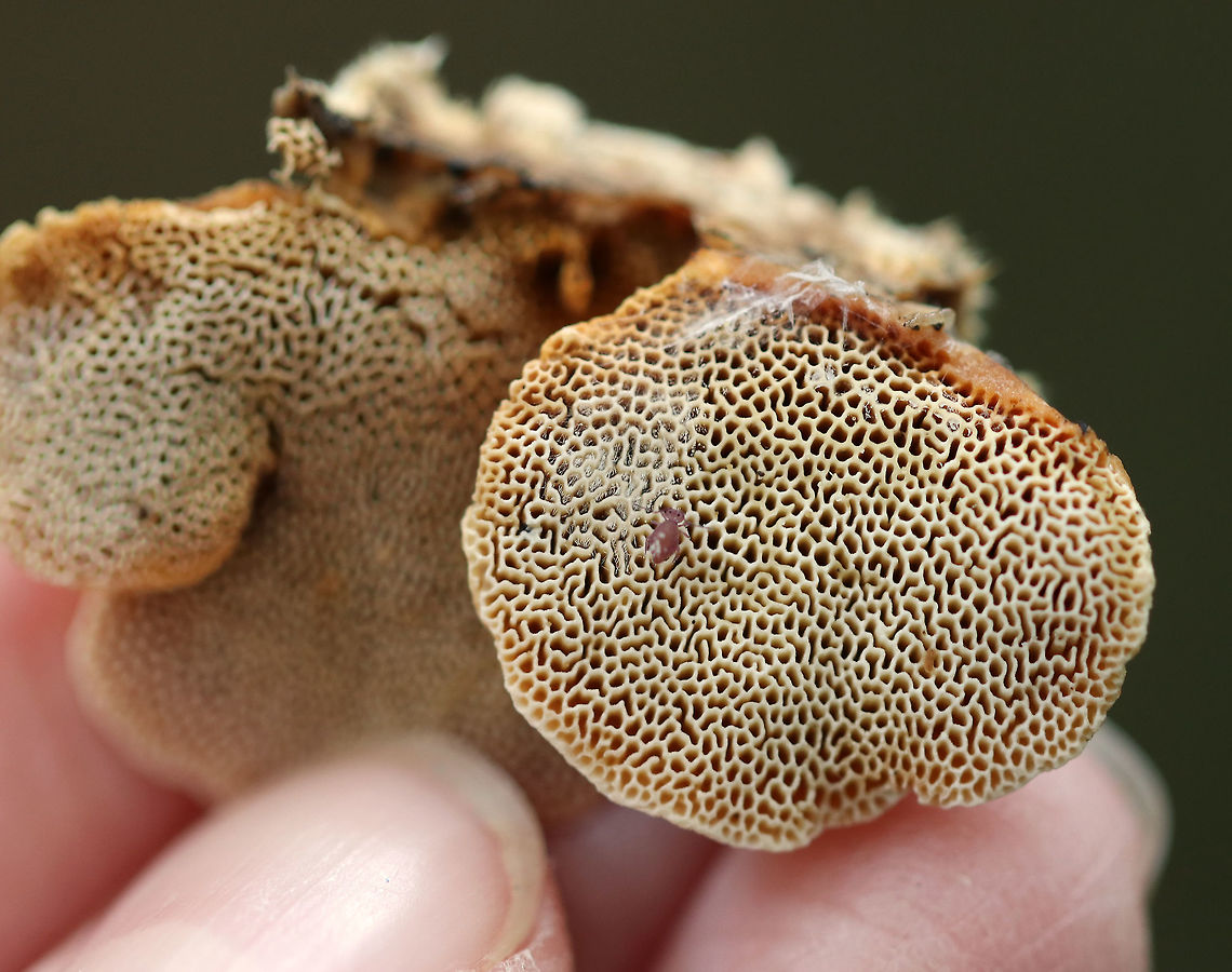 Cinnamon Bracket - Hapalopilus rutilans Habitat: Growing on a fallen, deciduous tree<br />
<figure class="photo"><a href="https://www.jungledragon.com/image/73786/cinnamon_bracket_-_hapalopilus_rutilans.html" title="Cinnamon Bracket - Hapalopilus rutilans"><img src="https://s3.amazonaws.com/media.jungledragon.com/images/3232/73786_thumb.jpg?AWSAccessKeyId=05GMT0V3GWVNE7GGM1R2&Expires=1769040010&Signature=fom5pD6a52Wuu5FKt1eG09oYRmA%3D" width="200" height="160" alt="Cinnamon Bracket - Hapalopilus rutilans Habitat: Growing on a fallen, deciduous tree<br />
https://www.jungledragon.com/image/73787/cinnamon_bracket_-_hapalopilus_rutilans.html Cinnamon bracket,Fall,Geotagged,Hapalopilus,Hapalopilus nidulans,United States" /></a></figure> Cinnamon bracket,Fall,Geotagged,Hapalopilus nidulans,United States