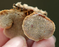 Cinnamon Bracket - Hapalopilus rutilans Habitat: Growing on a fallen, deciduous tree<br />
https://www.jungledragon.com/image/73786/cinnamon_bracket_-_hapalopilus_rutilans.html Cinnamon bracket,Fall,Geotagged,Hapalopilus nidulans,United States