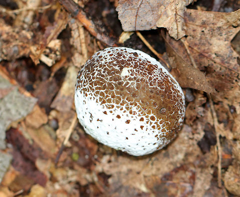 Common Earthball - Scleroderma citrinum This earthball was covered in a white mold.

Habitat: Deciduous forest Common Earthball,Fall,Geotagged,Scleroderma citrinum,United States,mold,moldy earthball