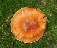Cortinar Mushroom - Cortinarius sp. Habitat: Deciduous forest<br />
https://www.jungledragon.com/image/73791/cortinar_mushroom_-_cortinarius_sp.html<br />
https://www.jungledragon.com/image/73790/cortinar_mushroom_-_cortinarius_sp.html Fall,Geotagged,United States,cortinarius,fungus,mushroom