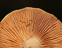 Cortinar Mushroom - Cortinarius sp. Habitat: Deciduous forest<br />
https://www.jungledragon.com/image/73789/cortinar_mushroom_-_cortinarius_sp.html<br />
https://www.jungledragon.com/image/73791/cortinar_mushroom_-_cortinarius_sp.html Fall,Geotagged,United States