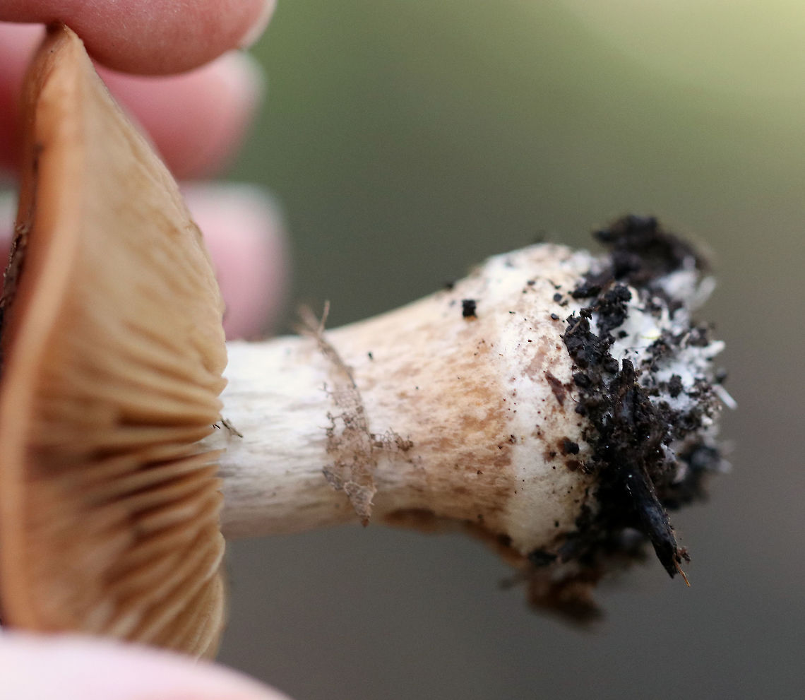 Cortinar Mushroom - Cortinarius sp. Habitat: Deciduous forest<br />
<figure class="photo"><a href="https://www.jungledragon.com/image/73789/cortinar_mushroom_-_cortinarius_sp.html" title="Cortinar Mushroom - Cortinarius sp."><img src="https://s3.amazonaws.com/media.jungledragon.com/images/3232/73789_thumb.jpg?AWSAccessKeyId=05GMT0V3GWVNE7GGM1R2&Expires=1759968010&Signature=7hHleKyYxDC2A8O9ejS0FIDLnXw%3D" width="200" height="172" alt="Cortinar Mushroom - Cortinarius sp. Habitat: Deciduous forest<br />
https://www.jungledragon.com/image/73791/cortinar_mushroom_-_cortinarius_sp.html<br />
https://www.jungledragon.com/image/73790/cortinar_mushroom_-_cortinarius_sp.html Fall,Geotagged,United States,cortinarius,fungus,mushroom" /></a></figure><br />
<figure class="photo"><a href="https://www.jungledragon.com/image/73790/cortinar_mushroom_-_cortinarius_sp.html" title="Cortinar Mushroom - Cortinarius sp."><img src="https://s3.amazonaws.com/media.jungledragon.com/images/3232/73790_thumb.jpg?AWSAccessKeyId=05GMT0V3GWVNE7GGM1R2&Expires=1759968010&Signature=pADkmahjWNqY70hd1Oi7%2FkgcVFc%3D" width="200" height="154" alt="Cortinar Mushroom - Cortinarius sp. Habitat: Deciduous forest<br />
https://www.jungledragon.com/image/73789/cortinar_mushroom_-_cortinarius_sp.html<br />
https://www.jungledragon.com/image/73791/cortinar_mushroom_-_cortinarius_sp.html Fall,Geotagged,United States" /></a></figure> Fall,Geotagged,United States