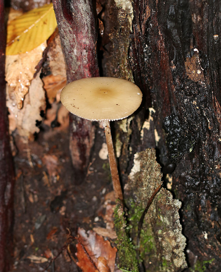 Mushroom - Oudemansiella sp. The cap was covered in thick, clear slime!<br />
<br />
Habitat: Growing out of a stump in a mixed forest. Fall,Geotagged,Oudemansiella,United States