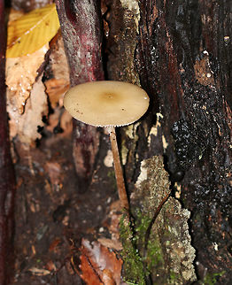 Mushroom - Oudemansiella sp. The cap was covered in thick, clear slime!

Habitat: Growing out of a stump in a mixed forest. Fall,Geotagged,Oudemansiella,United States