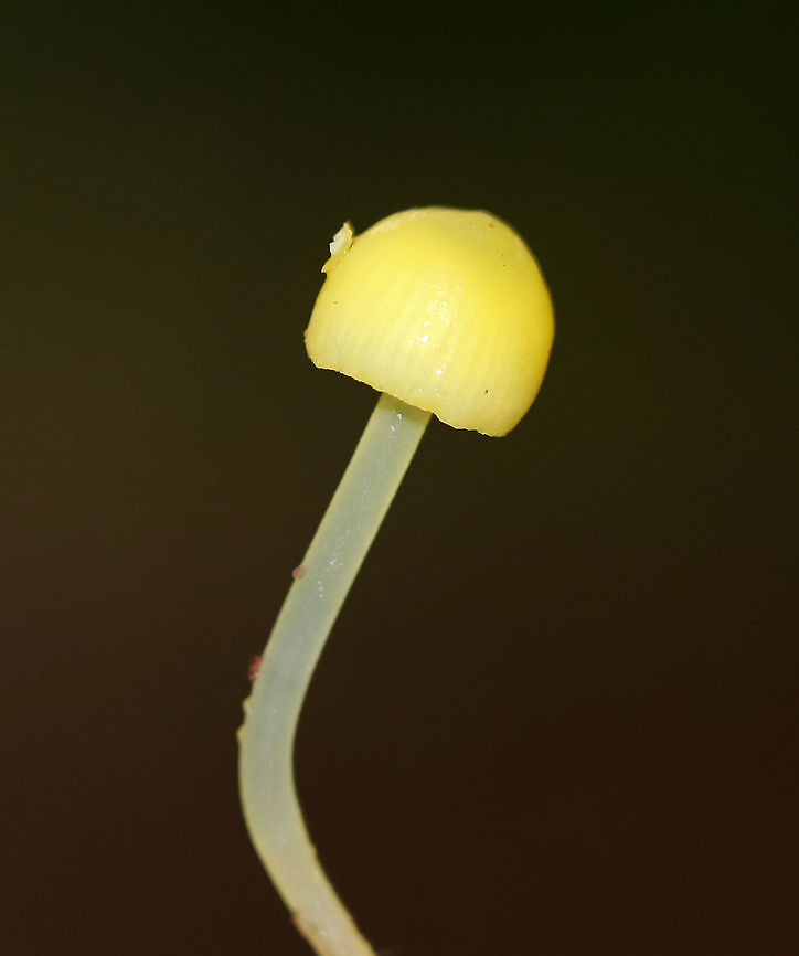 Mushroom - Hygrocybe sp. The cap margin was slightly lined. The cap felt a bit greasy, but not sticky or slimy. <br />
<br />
Habitat: Growing on the ground in a wooded campground with conifers and hardwood. Fall,Geotagged,United States,hygrocybe,mushroom