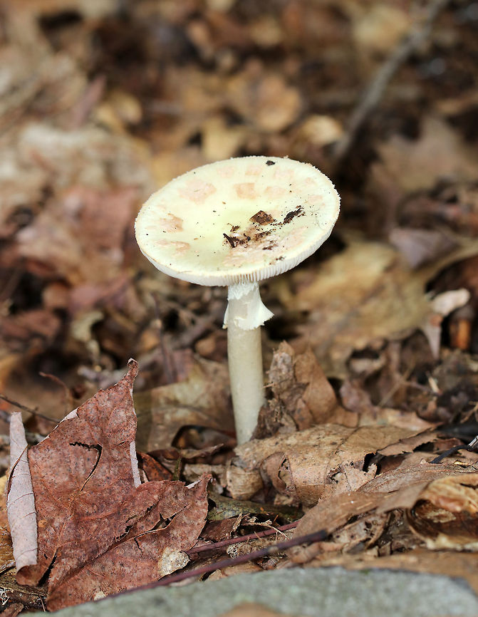 Coker's Lavender Staining Amanita - Amanita lavendula group Habitat: Growing on the ground in a deciduous forest<br />
<figure class="photo"><a href="https://www.jungledragon.com/image/73814/cokers_lavender_staining_amanita_-_amanita_lavendula_group.html" title="Coker&#039;s Lavender Staining Amanita - Amanita lavendula group"><img src="https://s3.amazonaws.com/media.jungledragon.com/images/3232/73814_thumb.jpg?AWSAccessKeyId=05GMT0V3GWVNE7GGM1R2&Expires=1767225610&Signature=rsmUXzYK%2FspLDhB6TJQsM81ZZfU%3D" width="200" height="154" alt="Coker&#039;s Lavender Staining Amanita - Amanita lavendula group Habitat: Growing on the ground in a deciduous forest<br />
https://www.jungledragon.com/image/73813/cokers_lavender_staining_amanita_-_amanita_lavendula_group.html Amanita lavendula,Coker&#039;s Lavender Staining Amanita,Fall,Geotagged,United States" /></a></figure> Amanita lavendula,Amanita lavendula group,Coker's Lavender Staining Amanita,Fall,Geotagged,United States,amanita,mushroom