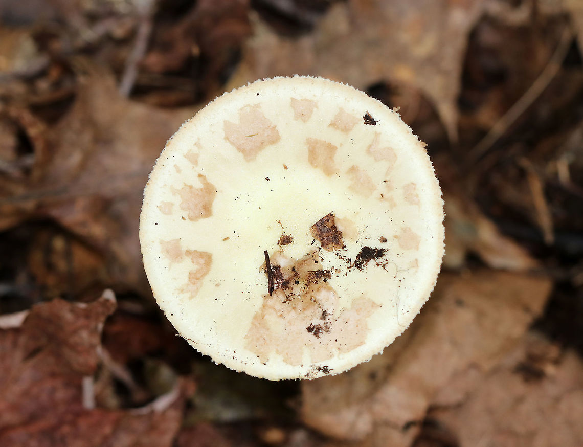 Coker's Lavender Staining Amanita - Amanita lavendula group Habitat: Growing on the ground in a deciduous forest<br />
<figure class="photo"><a href="https://www.jungledragon.com/image/73813/cokers_lavender_staining_amanita_-_amanita_lavendula_group.html" title="Coker&#039;s Lavender Staining Amanita - Amanita lavendula group"><img src="https://s3.amazonaws.com/media.jungledragon.com/images/3232/73813_thumb.jpg?AWSAccessKeyId=05GMT0V3GWVNE7GGM1R2&Expires=1759968010&Signature=VVvRb4T5PNkn21LTtVtJFN%2BAauE%3D" width="118" height="152" alt="Coker&#039;s Lavender Staining Amanita - Amanita lavendula group Habitat: Growing on the ground in a deciduous forest<br />
https://www.jungledragon.com/image/73814/cokers_lavender_staining_amanita_-_amanita_lavendula_group.html Amanita lavendula,Amanita lavendula group,Coker&#039;s Lavender Staining Amanita,Fall,Geotagged,United States,amanita,mushroom" /></a></figure> Amanita lavendula,Coker's Lavender Staining Amanita,Fall,Geotagged,United States