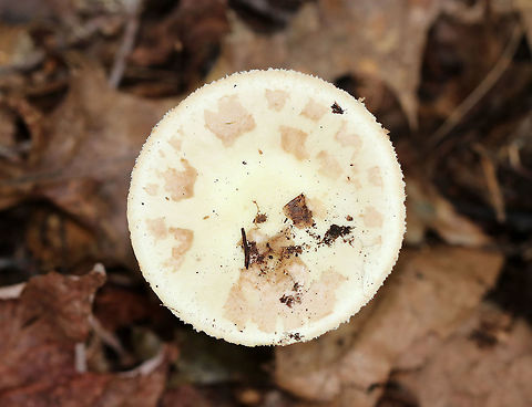 Coker's Lavender Staining Amanita - Amanita lavendula group Habitat: Growing on the ground in a deciduous forest
https://www.jungledragon.com/image/73813/cokers_lavender_staining_amanita_-_amanita_lavendula_group.html Amanita lavendula,Coker's Lavender Staining Amanita,Fall,Geotagged,United States