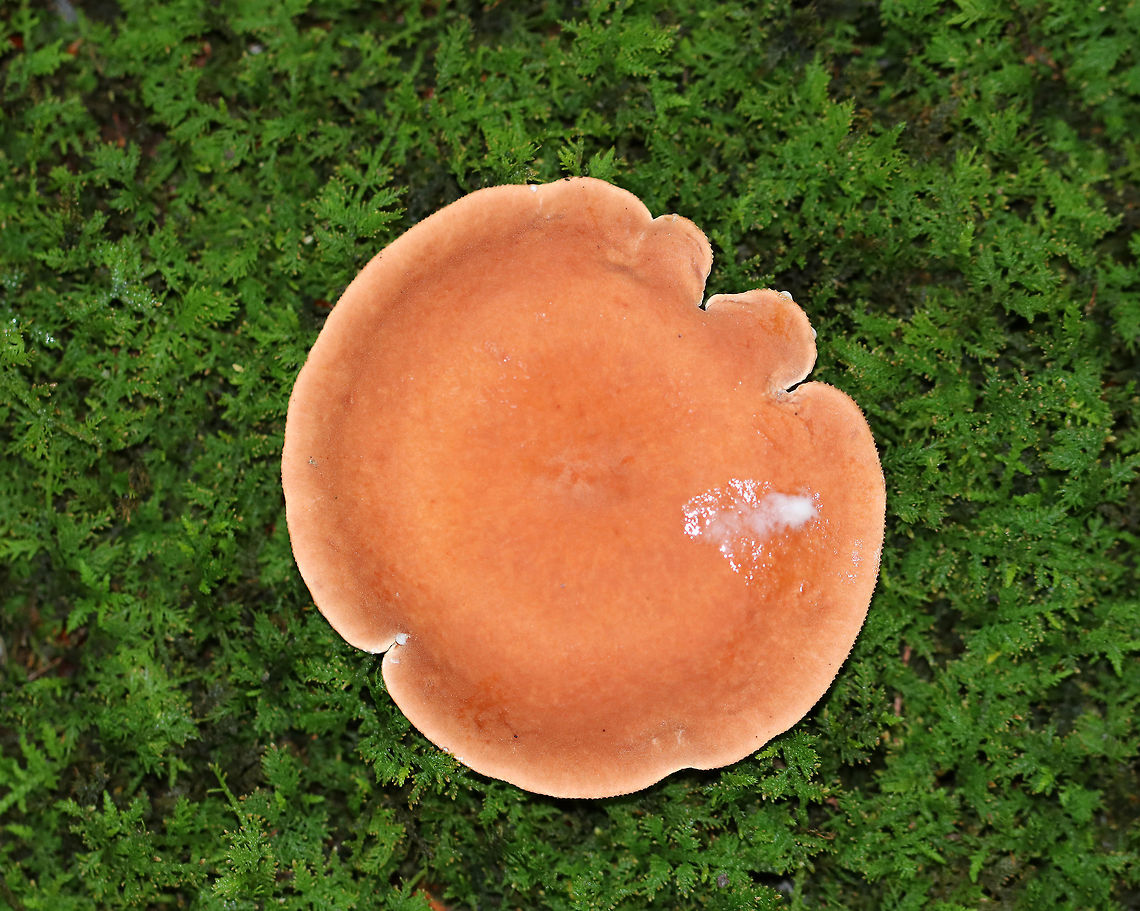 Mushroom - Lactarius sp. Cap, stipe, and gills leaked white milk when disturbed.<br />
<br />
Habitat: Deciduous forest<br />
<figure class="photo"><a href="https://www.jungledragon.com/image/73817/mushroom_-_lactarius_sp.html" title="Mushroom - Lactarius sp."><img src="https://s3.amazonaws.com/media.jungledragon.com/images/3232/73817_thumb.jpg?AWSAccessKeyId=05GMT0V3GWVNE7GGM1R2&Expires=1759968010&Signature=YdnPnVLUdIyu0LMy2PouzEwifn4%3D" width="200" height="134" alt="Mushroom - Lactarius sp. Cap, stipe, and gills leaked white milk whn disturbed.<br />
<br />
Habitat: Deciduous forest<br />
https://www.jungledragon.com/image/73815/mushroom_-_lactarius_sp.html<br />
https://www.jungledragon.com/image/73816/mushroom_-_lactarius_sp.html Fall,Geotagged,United States" /></a></figure><br />
<figure class="photo"><a href="https://www.jungledragon.com/image/73816/mushroom_-_lactarius_sp.html" title="Mushroom - Lactarius sp."><img src="https://s3.amazonaws.com/media.jungledragon.com/images/3232/73816_thumb.jpg?AWSAccessKeyId=05GMT0V3GWVNE7GGM1R2&Expires=1759968010&Signature=Hfes1Q656%2F6B373P1d8QNzSh%2FkA%3D" width="200" height="160" alt="Mushroom - Lactarius sp. Cap, stipe, and gills leaked white milk whn disturbed.<br />
<br />
Habitat: Deciduous forest<br />
https://www.jungledragon.com/image/73815/mushroom_-_lactarius_sp.html<br />
https://www.jungledragon.com/image/73817/mushroom_-_lactarius_sp.html Fall,Geotagged,United States" /></a></figure> Fall,Geotagged,United States,lactarius,mushroom
