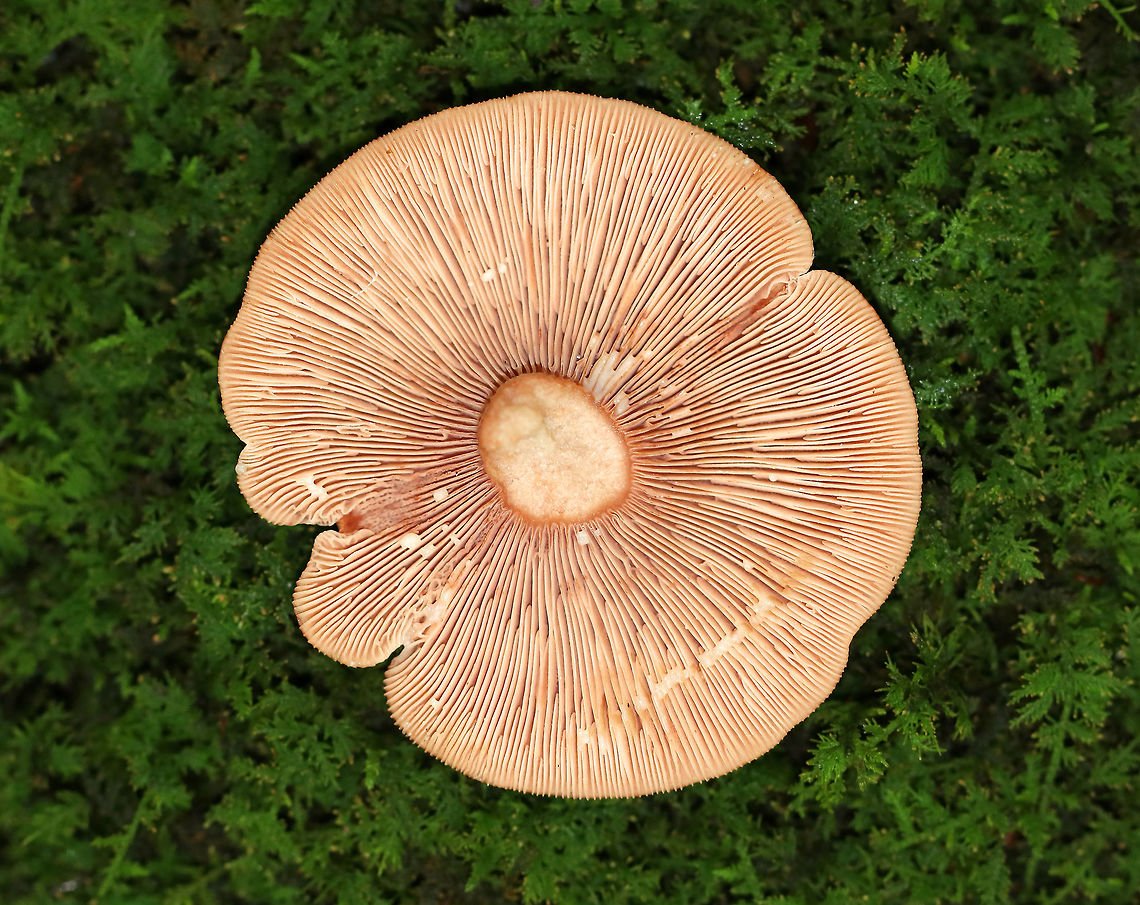 Mushroom - Lactarius sp. Cap, stipe, and gills leaked white milk whn disturbed.<br />
<br />
Habitat: Deciduous forest<br />
<figure class="photo"><a href="https://www.jungledragon.com/image/73815/mushroom_-_lactarius_sp.html" title="Mushroom - Lactarius sp."><img src="https://s3.amazonaws.com/media.jungledragon.com/images/3232/73815_thumb.jpg?AWSAccessKeyId=05GMT0V3GWVNE7GGM1R2&Expires=1770854410&Signature=btkvYFYARDsEGEBASjwCpqjsVbA%3D" width="200" height="160" alt="Mushroom - Lactarius sp. Cap, stipe, and gills leaked white milk when disturbed.<br />
<br />
Habitat: Deciduous forest<br />
https://www.jungledragon.com/image/73817/mushroom_-_lactarius_sp.html<br />
https://www.jungledragon.com/image/73816/mushroom_-_lactarius_sp.html Fall,Geotagged,United States,lactarius,mushroom" /></a></figure><br />
<figure class="photo"><a href="https://www.jungledragon.com/image/73817/mushroom_-_lactarius_sp.html" title="Mushroom - Lactarius sp."><img src="https://s3.amazonaws.com/media.jungledragon.com/images/3232/73817_thumb.jpg?AWSAccessKeyId=05GMT0V3GWVNE7GGM1R2&Expires=1770854410&Signature=QKeZskJpjVVzY05x1djkiW8fRoM%3D" width="200" height="134" alt="Mushroom - Lactarius sp. Cap, stipe, and gills leaked white milk whn disturbed.<br />
<br />
Habitat: Deciduous forest<br />
https://www.jungledragon.com/image/73815/mushroom_-_lactarius_sp.html<br />
https://www.jungledragon.com/image/73816/mushroom_-_lactarius_sp.html Fall,Geotagged,United States" /></a></figure> Fall,Geotagged,United States