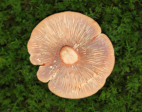 Mushroom - Lactarius sp. Cap, stipe, and gills leaked white milk whn disturbed.

Habitat: Deciduous forest
https://www.jungledragon.com/image/73815/mushroom_-_lactarius_sp.html
https://www.jungledragon.com/image/73817/mushroom_-_lactarius_sp.html Fall,Geotagged,United States