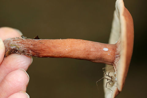 Mushroom - Lactarius sp. Cap, stipe, and gills leaked white milk whn disturbed.

Habitat: Deciduous forest
https://www.jungledragon.com/image/73815/mushroom_-_lactarius_sp.html
https://www.jungledragon.com/image/73816/mushroom_-_lactarius_sp.html Fall,Geotagged,United States