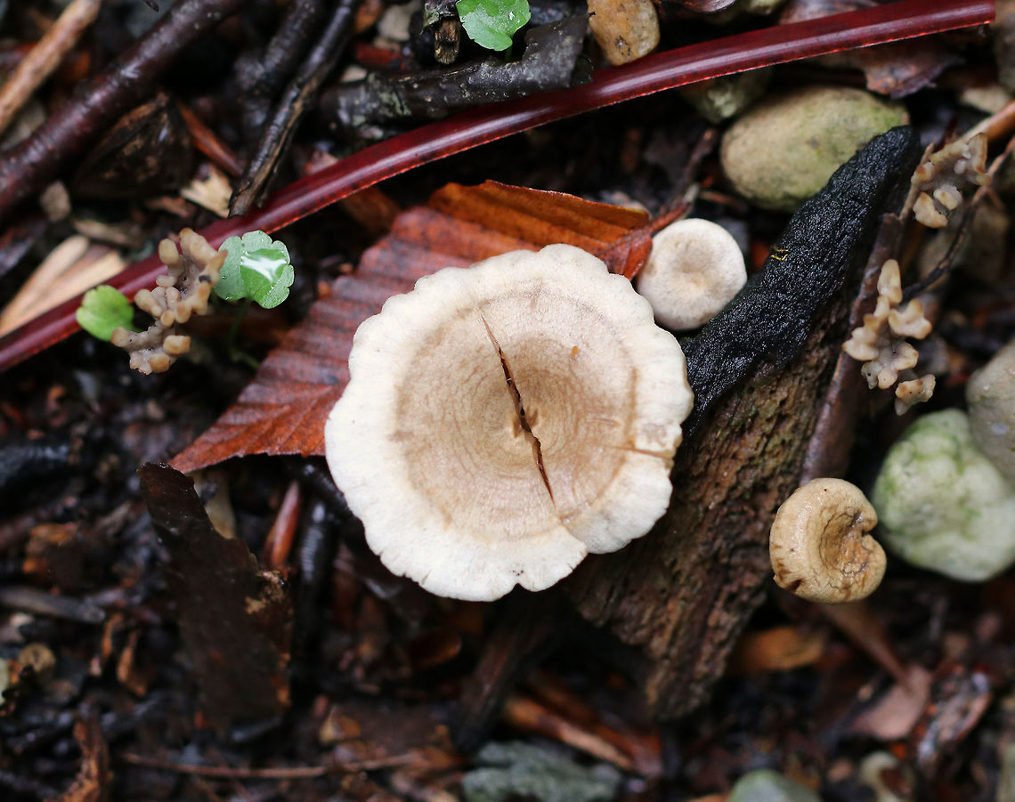 Mushroom -  Entolomataceae Habitat: Growing on the round in a campground with deciduous and coniferous trees Entolomataceae,Fall,Geotagged,United States,mushroom